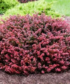 Fast Growing Trees Crimson Pygmy Barberry Shrub