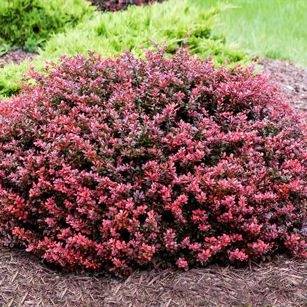 Fast Growing Trees Crimson Pygmy Barberry Shrub 4 Fast Growing Trees Crimson Pygmy Barberry Shrub