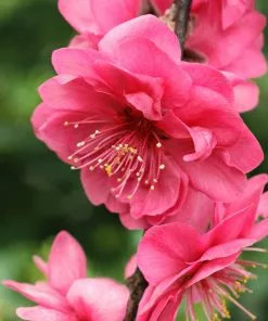 Fast Growing Trees Crimson Cascade Weeping Peach Tree 7 Fast Growing Trees Crimson Cascade Weeping Peach Tree