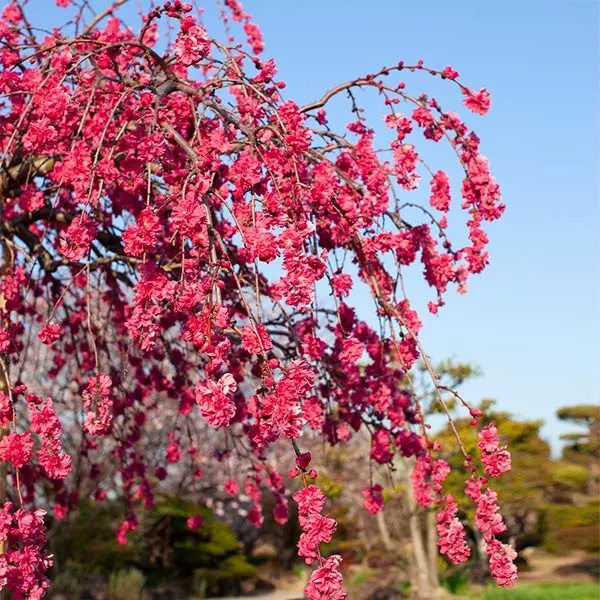 Fast Growing Trees Crimson Cascade Weeping Peach Tree 4 Fast Growing Trees Crimson Cascade Weeping Peach Tree