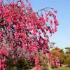 Fast Growing Trees Crimson Cascade Weeping Peach Tree 2 Fast Growing Trees Crimson Cascade Weeping Peach Tree