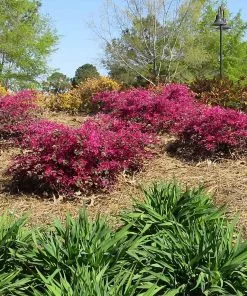 Fast Growing Trees Crimson Fire™ Loropetalum 8 Fast Growing Trees Crimson Fire™ Loropetalum