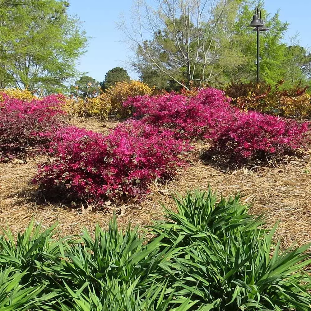 Fast Growing Trees Crimson Fire™ Loropetalum 5 Fast Growing Trees Crimson Fire™ Loropetalum