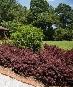 Fast Growing Trees Crimson Fire™ Loropetalum 9 Fast Growing Trees Crimson Fire™ Loropetalum