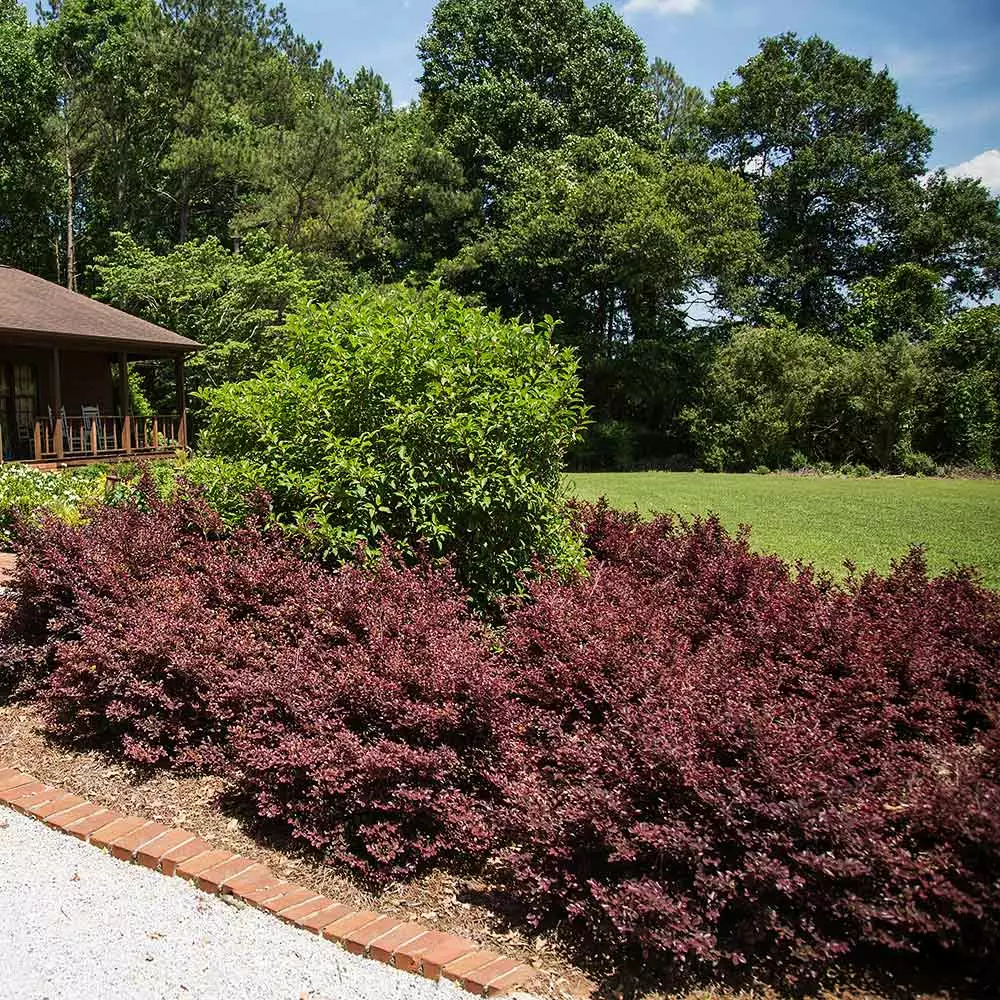 Fast Growing Trees Crimson Fire™ Loropetalum 6 Fast Growing Trees Crimson Fire™ Loropetalum