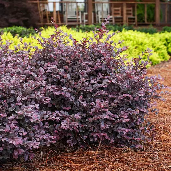 Fast Growing Trees Crimson Fire™ Loropetalum 3 Fast Growing Trees Crimson Fire™ Loropetalum