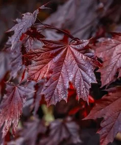 Fast Growing Trees Crimson King Maple Tree 10 Fast Growing Trees Crimson King Maple Tree