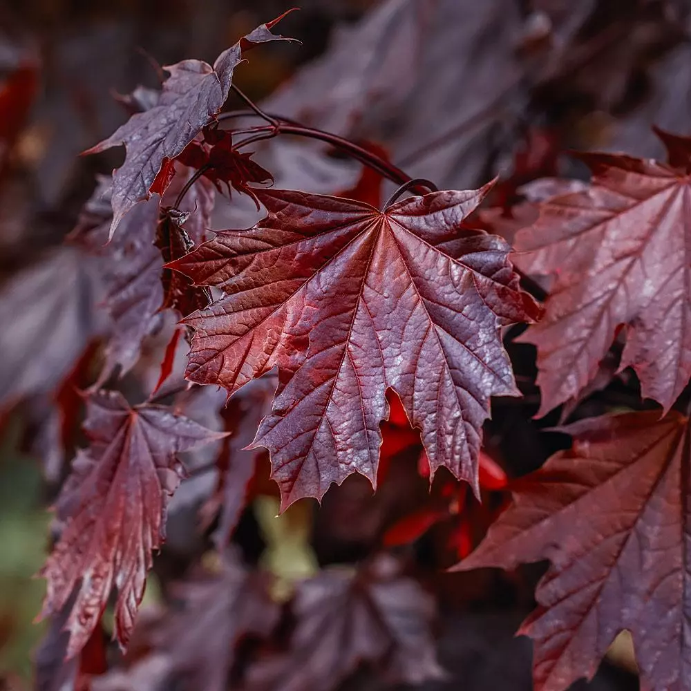 Fast Growing Trees Crimson King Maple Tree 6 Fast Growing Trees Crimson King Maple Tree