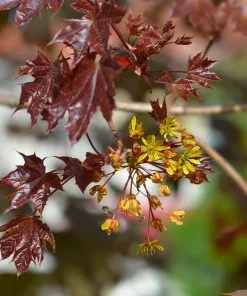 Fast Growing Trees Crimson King Maple Tree 11 Fast Growing Trees Crimson King Maple Tree