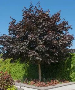 Fast Growing Trees Crimson King Maple Tree 9 Fast Growing Trees Crimson King Maple Tree