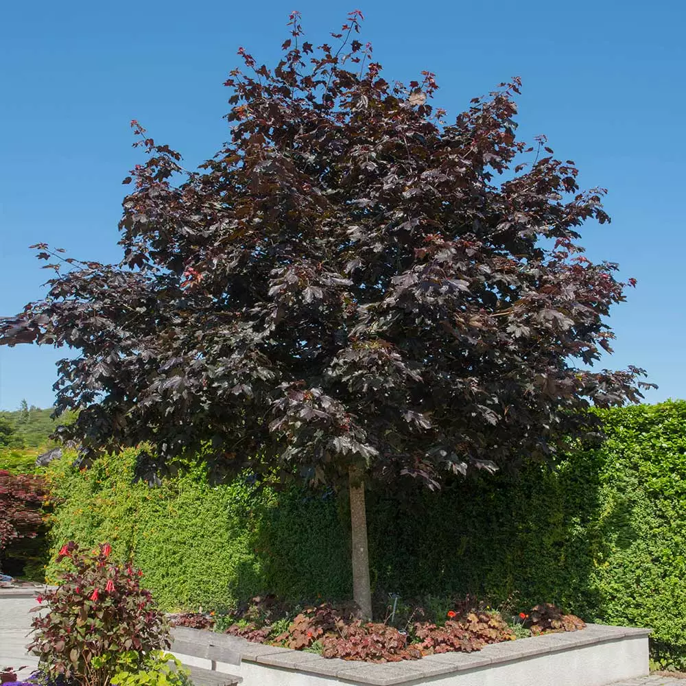 Fast Growing Trees Crimson King Maple Tree 5 Fast Growing Trees Crimson King Maple Tree