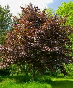 Fast Growing Trees Crimson King Maple Tree