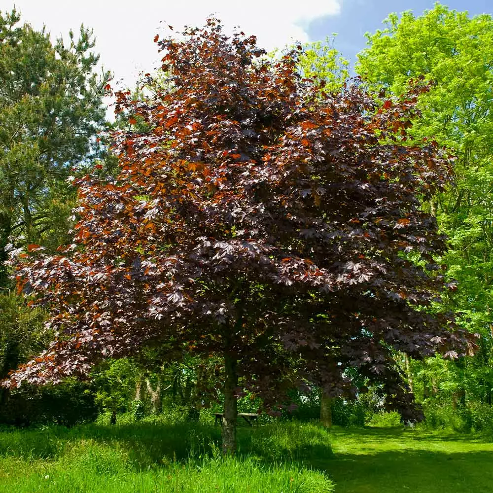 Fast Growing Trees Crimson King Maple Tree 4 Fast Growing Trees Crimson King Maple Tree