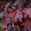 Fast Growing Trees Crimson King Maple Tree 2 Fast Growing Trees Crimson King Maple Tree