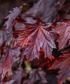 Fast Growing Trees Crimson King Maple Tree