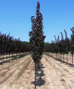 Fast Growing Trees Crimson Pointe™ Purple Leaf Plum Tree 9 Fast Growing Trees Crimson Pointe™ Purple Leaf Plum Tree