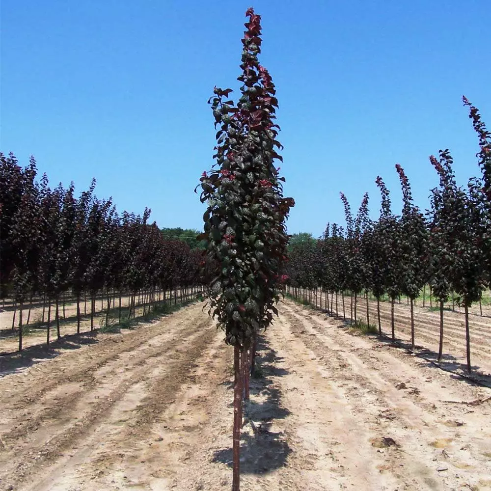 Fast Growing Trees Crimson Pointe™ Purple Leaf Plum Tree 5 Fast Growing Trees Crimson Pointe™ Purple Leaf Plum Tree