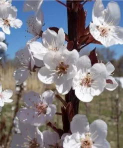 Fast Growing Trees Crimson Pointe™ Purple Leaf Plum Tree 11 Fast Growing Trees Crimson Pointe™ Purple Leaf Plum Tree