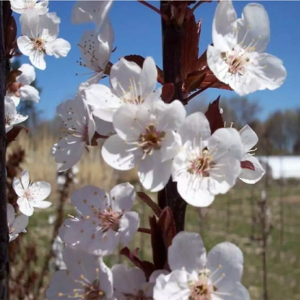 Fast Growing Trees Crimson Pointe™ Purple Leaf Plum Tree 7 Fast Growing Trees Crimson Pointe™ Purple Leaf Plum Tree