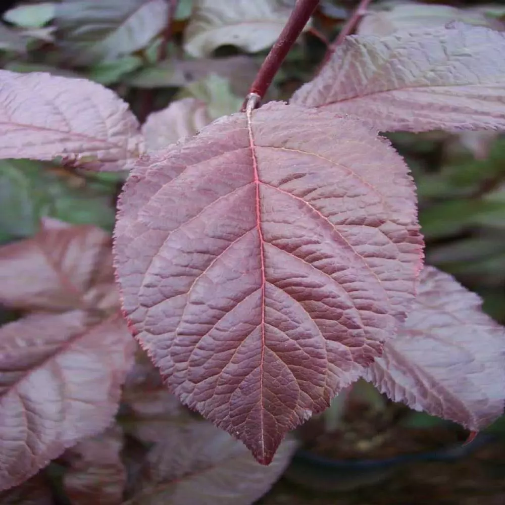 Fast Growing Trees Crimson Pointe™ Purple Leaf Plum Tree 6 Fast Growing Trees Crimson Pointe™ Purple Leaf Plum Tree