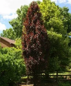 Fast Growing Trees Crimson Pointe™ Purple Leaf Plum Tree
