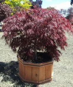 Fast Growing Trees Crimson Queen Japanese Maple Japanese Maples 9 Fast Growing Trees Crimson Queen Japanese Maple Japanese Maples