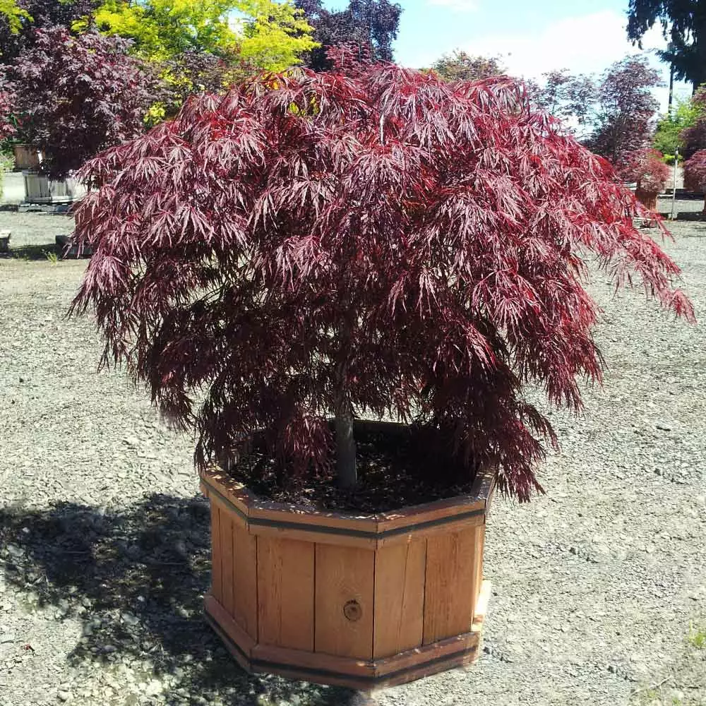 Fast Growing Trees Crimson Queen Japanese Maple Japanese Maples 6 Fast Growing Trees Crimson Queen Japanese Maple Japanese Maples