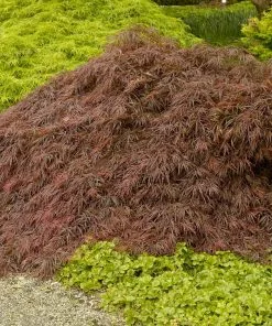 Fast Growing Trees Crimson Queen Japanese Maple Japanese Maples