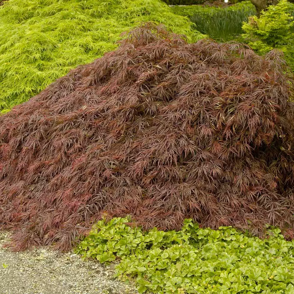 Fast Growing Trees Crimson Queen Japanese Maple Japanese Maples 4 Fast Growing Trees Crimson Queen Japanese Maple Japanese Maples