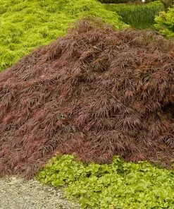 Fast Growing Trees Crimson Queen Japanese Maple Japanese Maples