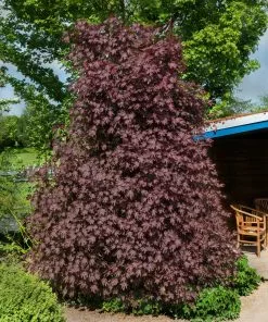 Fast Growing Trees Crimson Sentry Norway Maple Tree