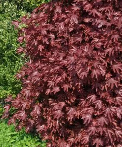 Fast Growing Trees Crimson Sentry Norway Maple Tree 7 Fast Growing Trees Crimson Sentry Norway Maple Tree