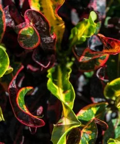 Fast Growing Trees Croton Plants Croton Mammy Plant 15 Fast Growing Trees Croton Plants Croton Mammy Plant