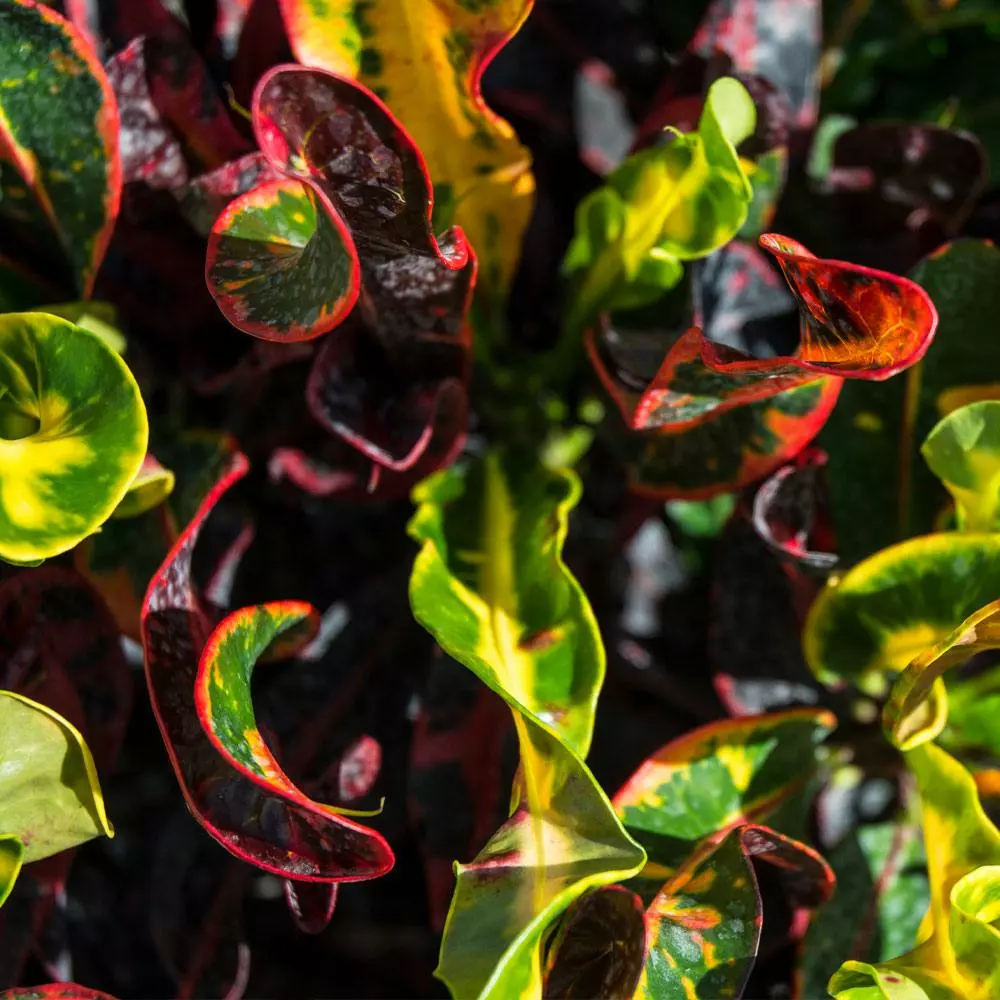 Fast Growing Trees Croton Plants Croton Mammy Plant 5 Fast Growing Trees Croton Plants Croton Mammy Plant