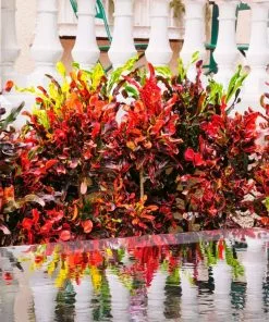 Fast Growing Trees Croton Plants Croton Mammy Plant 16 Fast Growing Trees Croton Plants Croton Mammy Plant