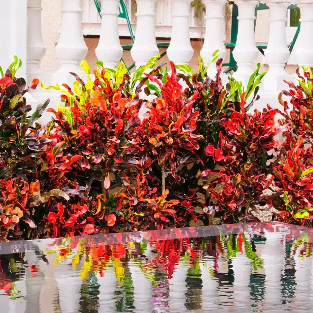 Fast Growing Trees Croton Plants Croton Mammy Plant 6 Fast Growing Trees Croton Plants Croton Mammy Plant