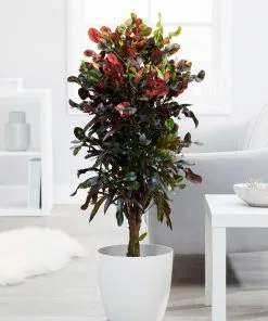 Fast Growing Trees Croton Plants Croton Mammy Plant