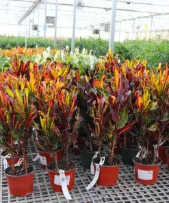 Fast Growing Trees Croton Plants Croton Mammy Plant 18 Fast Growing Trees Croton Plants Croton Mammy Plant