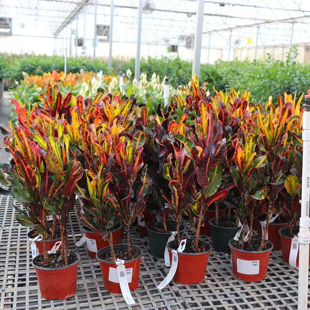 Fast Growing Trees Croton Plants Croton Mammy Plant 8 Fast Growing Trees Croton Plants Croton Mammy Plant