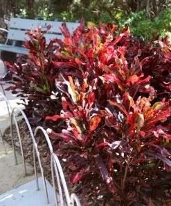 Fast Growing Trees Croton Plants Croton Mammy Plant 17 Fast Growing Trees Croton Plants Croton Mammy Plant