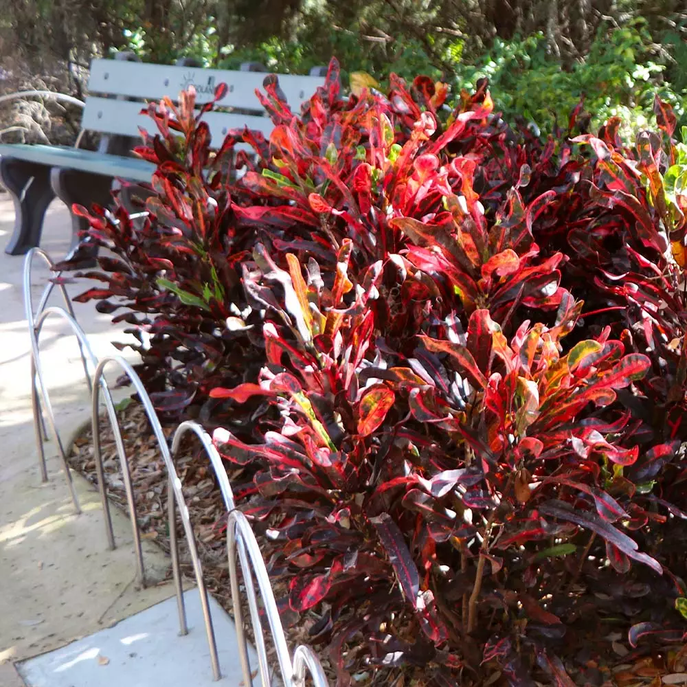 Fast Growing Trees Croton Plants Croton Mammy Plant 7 Fast Growing Trees Croton Plants Croton Mammy Plant