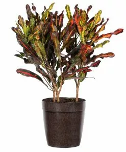 Fast Growing Trees Croton Plants Croton Mammy Plant 20 Fast Growing Trees Croton Plants Croton Mammy Plant