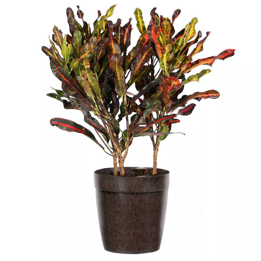 Fast Growing Trees Croton Plants Croton Mammy Plant 10 Fast Growing Trees Croton Plants Croton Mammy Plant