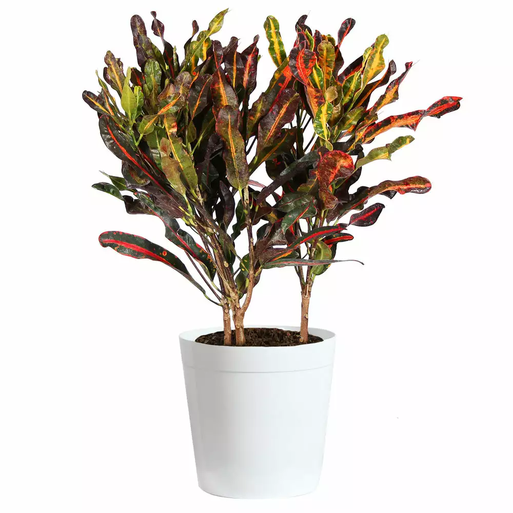 Fast Growing Trees Croton Plants Croton Mammy Plant 12 Fast Growing Trees Croton Plants Croton Mammy Plant