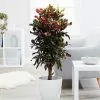 Fast Growing Trees Croton Plants Croton Mammy Plant