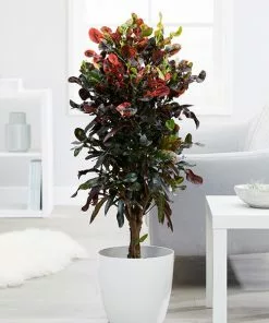 Fast Growing Trees Croton Plants Croton Mammy Plant