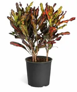 Fast Growing Trees Croton Plants Croton Mammy Plant 19 Fast Growing Trees Croton Plants Croton Mammy Plant