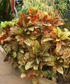 Fast Growing Trees Croton 'Petra' Plant 13 Fast Growing Trees Croton 'Petra' Plant