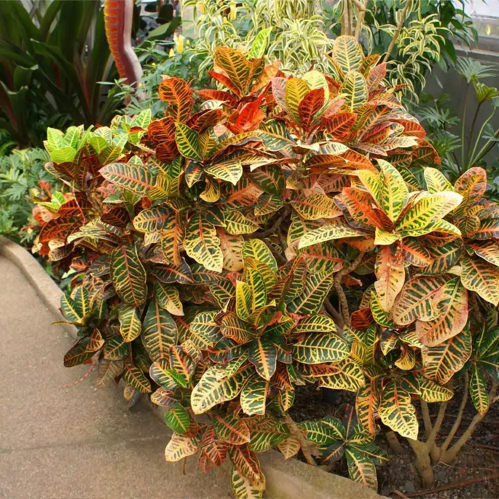 Fast Growing Trees Croton 'Petra' Plant 5 Fast Growing Trees Croton 'Petra' Plant