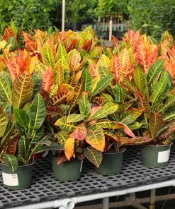 Fast Growing Trees Croton 'Petra' Plant 14 Fast Growing Trees Croton 'Petra' Plant